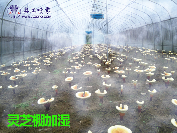 金年会