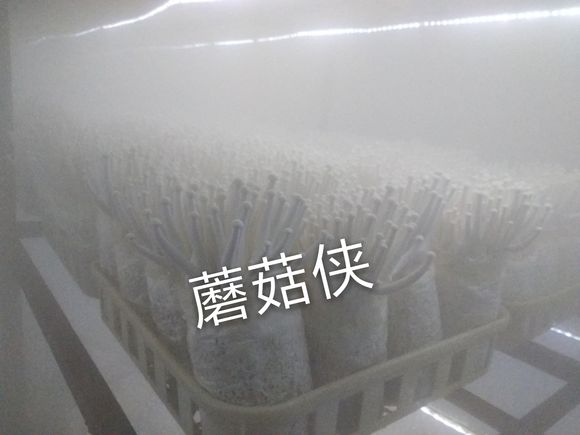 喷雾降温加湿.jpg
